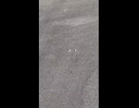 Orange brown bird running across parking lot