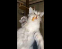 Grey cat eating food off plate