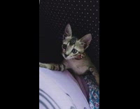 Brown kitten lays next to leg girl 