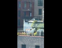 White horse statue on the building rooftop