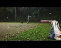 Large brown dog park obstacle course girl 