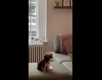 Small brown dog on couch howling 