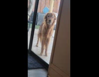 Dog stands outside door practice serious face