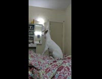 White dog growls at reflection mirror bed