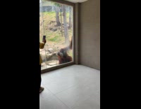 Orangutan hitting glass window with rock at zoo
