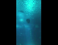 Filmer surprised by shark in the aquarium