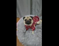 Pug wearing red christmas pajamas 
