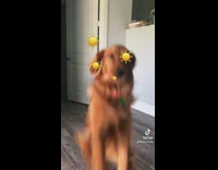 Dog stands on hind legs hops towards filmer 