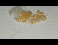 Newborn yellow baby spiders from web sack