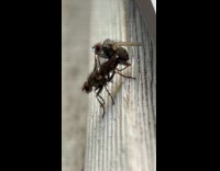 Close up two flies mate on wood
