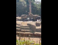 Two baby elephants play on the water