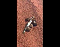Hermit crabs eat fight over dead fish