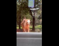 part 2 - Camel chasing car at safari drive thru
