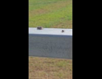 Spider on railings catch a fly insect
