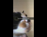 Black orange and white cat in hallway picked up squeaks 