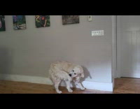 Dog plays fetch likes to show tail