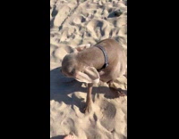 Dog tries getting sand off from paw