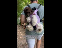 Man carries dog on carrier while on hike