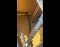 Pigeon trapped and fly towards the filmer