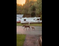 Moose with calf roaming street 