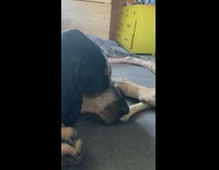 Coonhound dog on bed frustrated with bone