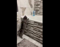 Cat pushes the hairbrush inside the bathtub