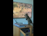 (3RD PARTY CONTENT) Cat watches giraffe running away on television 