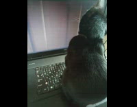 Black cat sit on laptop watch coraline