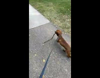 Dachshund dog carries stick on walk 