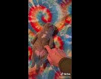 Owner tickles a ticklish french bulldog puppy