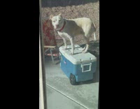 Pitbull dog balancing itself on a cooler
