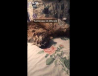 Collab BitchIG2 - Cat sleeping on the bed snoring
