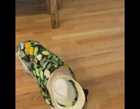 Pug wears matching hat and outfit around house 