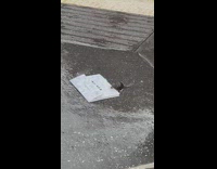 Woman puts white paper bag in front of mouse 