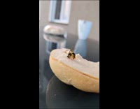 Bee stealing large piece ham on sandwich