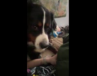 Woman jokes about eating her dog