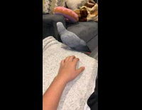 Grey parrot fall over to side hand