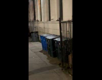 Collab WINY - Rats crawl on the wall near trash bins