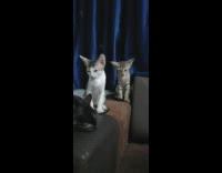 Two pet kitten struggles to stay awake