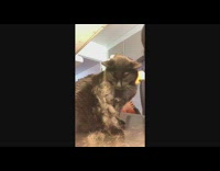 Black cat gets brushed and vacuumed 