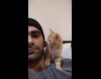 Man and Kitten Kisses Each Other on Cheek