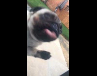 Pug stand wipe and lick glass door