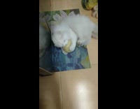 White cat hugs round green melon squash 