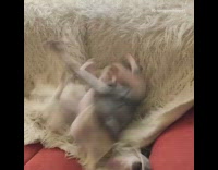 Dog tries to take grey jacket off 