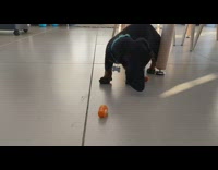 Dachshund puppy dog blue collar carrot potato