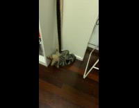 Cat bites and kicks the stick toy
