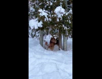 Collab Pets For All - Black Brown Pet dog under trees walk on snow