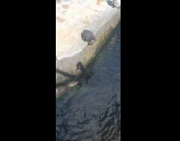 Penguins follow moving hand shadow by man