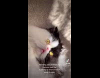 Collab Kale Salad IG - Fluffy cat takes bath looks ugly