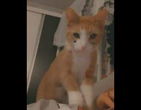 Cat with black heart filter kneads girl 